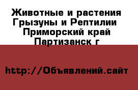 Животные и растения Грызуны и Рептилии. Приморский край,Партизанск г.